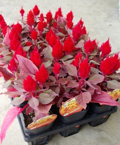 Celosia_fire_case_235×285.JPG