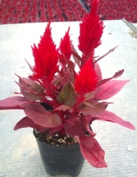 Celosia_fire_pot_193×250.JPG