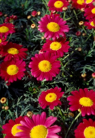 矮性マーガレット 全5色｜矮性マーガレット 個性的な花色揃え 春花壇