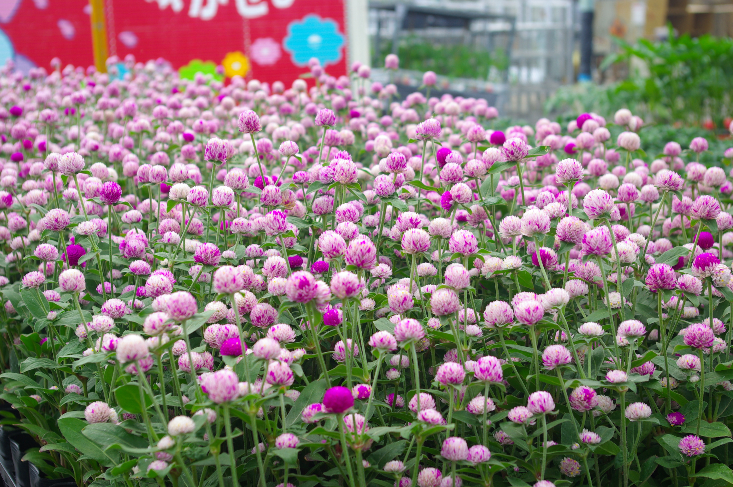 千日紅 エレスチャル 真夏の中 バイカラーの花が咲き続けます オリジナル品種苗 花苗 切り花苗 野菜苗 生産卸 有限会社 角田ナーセリー