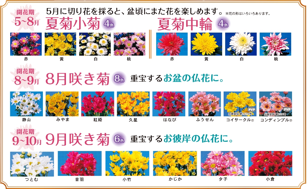 菊まつり 菊まつり 全9シリーズ75色 夏菊小菊 夏菊中輪 8月咲き菊 9月咲き菊 変り咲き小菊 変り咲きスプレー菊 大観覧車菊 寒菊小菊 寒菊中輪 企画花苗 花苗 切り花苗 野菜苗 生産卸 有限会社 角田ナーセリー