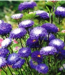 1aster matsumoto blue.jpg