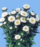 1aster matsumoto white.jpg