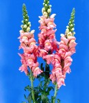 Antirrhinum_pink_.jpg