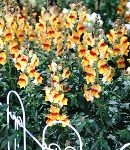 Antirrhinum_red&orange.jpg