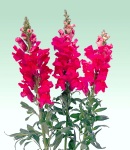 Antirrhinum_rose_.jpg