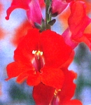 Antirrhinum_tinkerbell_antique.jpg