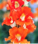 Antirrhinum_tinkerbell_orange.jpg