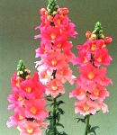 Antirrhinum_tinkerbell_pink.jpg