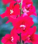 Antirrhinum_tinkerbell_purple.jpg