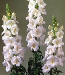 Antirrhinum_tinkerbell_white.jpg