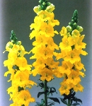 Antirrhinum_tinkerbell_yellow.jpg