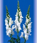 Antirrhinum_white.jpg