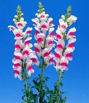 Antirrhinum_whitepink.jpg