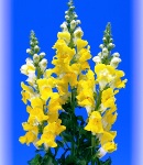 Antirrhinum_yellow.jpg