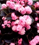 Begonia1_130×150.JPG