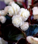 Begonia2_130×150.JPG