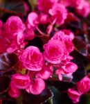 Begonia5_130×150.JPG