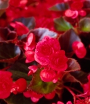 Begonia6_130×150.JPG