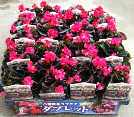 Begonia_case_263×230.JPG