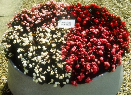 Begonia_image2_448×325.JPG