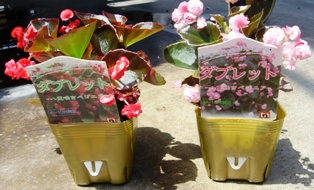 Begonia_pot_314×190.JPG