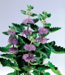 Caryopteris.jpg