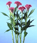 Celosia_Machin2.jpg