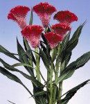 Celosia_Machin4.jpg