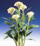 Celosia_Machin_white.jpg