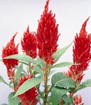 Celosia_yari_fire.jpg