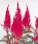 Celosia_yari_red.jpg