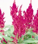 Celosia_yari_rose.jpg