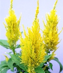 Celosia_yari_yellow.jpg