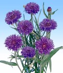 Centaurea_blue.jpg