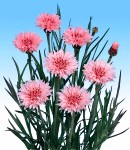 Centaurea_pink.jpg