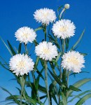 Centaurea_white.jpg