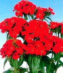 Dianthus barbatus.jpg