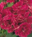 Dianthus_1.jpg