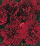 Dianthus_2.jpg