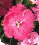 Dianthus_3 .jpg