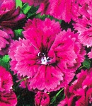 Dianthus_4 .jpg