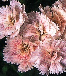 Dianthus_5 .jpg