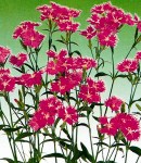 Dianthus_pink.jpg