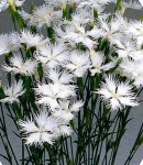 Dianthus_white.jpg