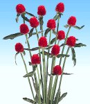 Gomphrena_Camine.jpg