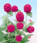 Gomphrena_roseneon.jpg