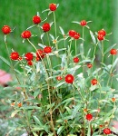 Gomphrena_strawberry_Fields.jpg