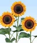 Helianthus_2.jpg