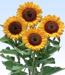 Helianthus_3.jpg